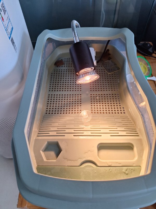 거북이 무료분양